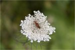 'Scarlet Lily Beetles On Queen Anne Lace' by Karen Broom