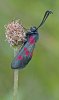 '5 Spot Burnet' by Kevin Murray