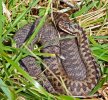 'Adder And Greenbottle' by Kevin Murray