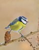 'Bluetit On Larch Cone' by Kevin Murray
