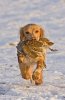 'Cocker Spaniel With Grey Partridge' by Kevin Murray