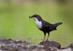 'Dipper With Caddis Grub' by Kevin Murray