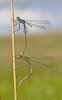 'Emerald Damselflies' by Kevin Murray