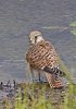 'Female Kestrel' by Kevin Murray