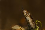 'Flick Of The Tongue (Slow Worm)' by Kevin Murray