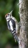 'Great Spotted Woodpecker' by Kevin Murray