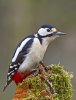 'Great Spotted Woodpecker' by Kevin Murray