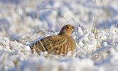 'Grey Grouse' by Kevin Murray