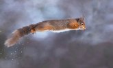 'I Can Fly' by Kevin Murray