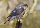 'Male Sparrowhawk (Wild)' by Kevin Murray