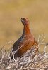 'Red Grouse' by Kevin Murray