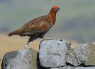 'Red Grouse Cock' by Kevin Murray