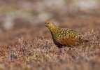 'Red Grouse Hen' by Kevin Murray
