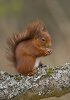 'Red Squirrel And Hazel Nut' by Kevin Murray