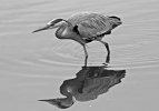 'Reflections Grey Heron' by Kevin Murray