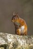 'Tufty Red Squirrel' by Kevin Murray