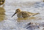 'Wading Birds (3)' by Kevin Murray