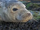 'Wating For Mum (Grey Seal Pup)' by Kevin Murray