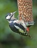 'Great Spotted Woodpecker (1)' by Kevin Murray
