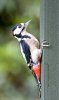 'Great Spotted Woodpecker (2)' by Kevin Murray