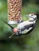 'Great Spotted Woodpecker (3)' by Kevin Murray