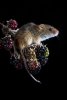 'Mouse And Brambles' by Laine Baker