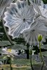 'Chihuly Glass At Kew' by Laine Baker