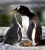 'Penguin Lunch (3)' by Laine Baker