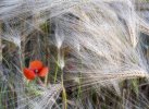 'Poppy In A Barley Field' by Laine Baker