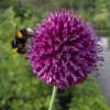 'Allium, Bee And A Sneaky Spider' by Laura Venus