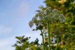 'Seahouses Hogweed' by Lynda Wearn