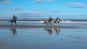 'Horses On The Beach' by Malcolm Biles