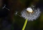 'Blowing In The Wind' by Margaret Whittaker ARPS