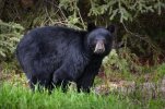 'Daddy Bear' by Margaret Whittaker ARPS