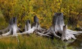 'The Stumps (2)' by Margaret Whittaker ARPS