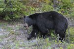 'Grumpy Bear' by Margaret Whittaker ARPS