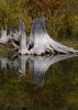 'The Stumps (3)' by Margaret Whittaker ARPS