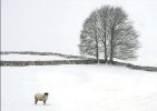 'Alone In The Snowstorm' by Margaret Whittaker ARPS