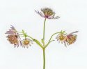 'Astrantia' by Margaret Whittaker ARPS