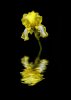 'Bearded Iris' by Margaret Whittaker ARPS