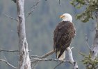 'Eagle Eye' by Margaret Whittaker ARPS