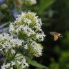 'Hummingbird Moth Attaches To A Flower' by Margaret Whittaker ARPS