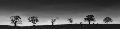'Skyline Of Trees' by Margaret Whittaker ARPS