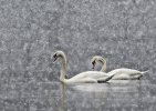 'Swans In A Snow Storm' by Margaret Whittaker ARPS