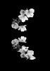 'Tai Haku Blossom' by Margaret Whittaker ARPS