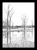 'Trees On The Ponds' by Margaret Whittaker ARPS