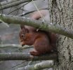 'Red Squirrel' by Mick McMahon