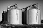 'Coastal Grain' by Micheal Mundy