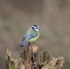 'Blue Tit' by Mick McMahon