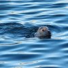 'Seal Making Waves' by Mike Nixon